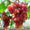 Red Grapes