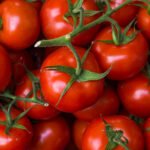 Tomatoes